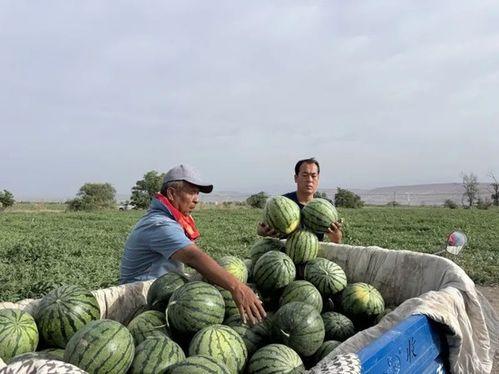 坐瓜地里面吃瓜的一天,尽享丰收美味的一天