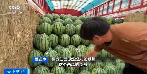 熙游记田间吃瓜,田间瓜香，夏日田园美食之旅